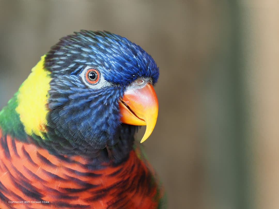 It is a long established fact that a reader will be distracted